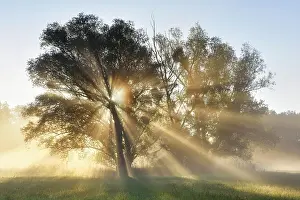 Flooded: Sunbeams shining through trees, River Elbe Floodplains