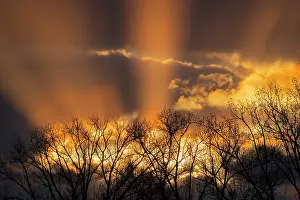 Backlightings: Sunbeams behind trees at sunset, Springtime, Hesse