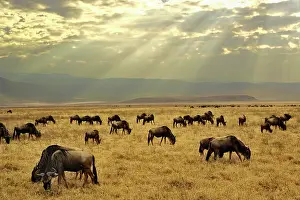Sunbeams: Sunbeams and Wildebeest, Connochaetes taurinus