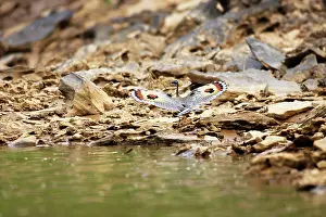 Sunbittern: Sunbittern