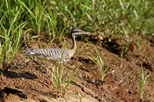 Sunbittern: Sunbittern