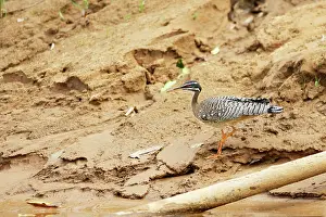 Sunbittern: Sunbittern