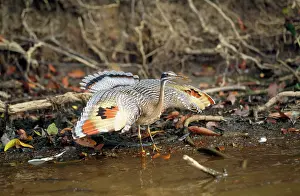 Sunbittern: Sunbittern