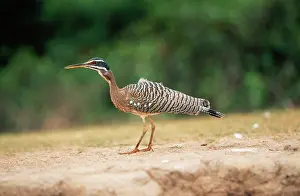 Sunbittern: Sunbittern