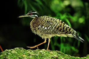 Sunbittern: Sunbittern