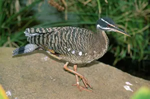 Sunbittern: Sunbittern