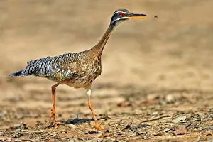 Sunbittern: Sunbittern catching an insect Pantanal area Mato