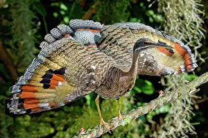 Mechanism: Sunbittern Displaying