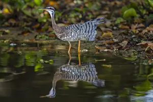 Sunbittern: Sunbittern (Eurypyga helias) adult standing in