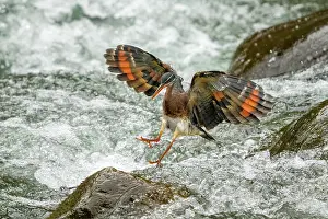 Central And South America: The sunbittern (Eurypyga helias) is a bittern-like bird of