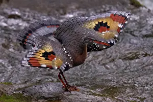 Central And South America: The sunbittern (Eurypyga helias) is a bittern-like bird of