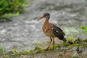Central And South America: The sunbittern (Eurypyga helias) is a bittern-like bird of