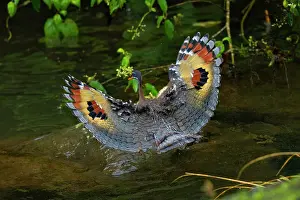 Central And South America: The sunbittern (Eurypyga helias) is a bittern-like bird of
