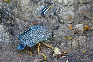 Sunbittern: Sunbittern (Eurypyga helias) portrait, Brazil