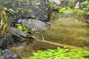 Flat: A sunbittern (Eurypyga helias) walks through a shallow creek in a forest searching for food