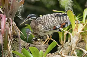 Sunbittern: Sunbittern Family