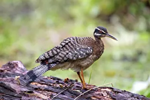 Sunbittern: Sunbittern Los llanos, Venezuela