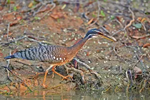 Sunbittern: Sunbittern Pantanal area Mato Grosso Brazil South America