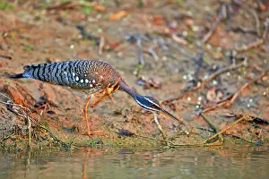 Sunbittern: Sunbittern Pantanal area Mato Grosso Brazil South America