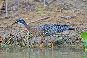 Sunbittern: Sunbittern Pantanal area Mato Grosso Brazil South America