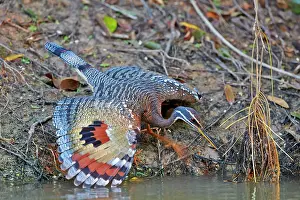 Eyespots: Sunbittern with wings fully spread showing bright