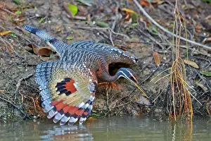 Eyespots: Sunbittern with wings fully spread showing bright