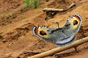 Sunbittern: Sunbittern - wings outstretched
