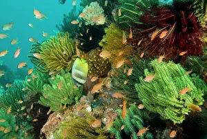 Auscape International: Sunburst Butterflyfish - with Fairy basslets (Anthias