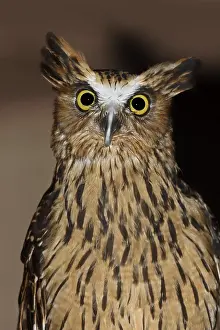 Malayan: Sunda fish owl or Malayan fish owl (Ketupa ketupu