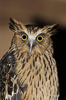 Malayan: Sunda fish owl or Malayan fish owl (Ketupa ketupu