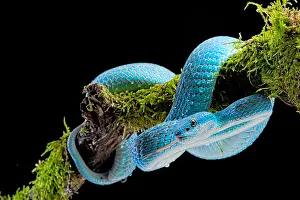 Albolabris: Sunda island pitviper (Trimeresurus insularis) on