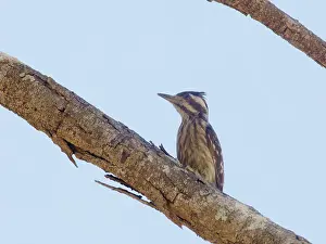 Malaysia: Sunda Pygmy Woodpecker Yungipicus moluccensis Sa