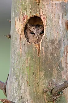 Otus: Sunda Scops-owl (Otus lempiji) adult, looking out