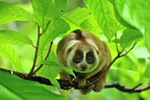 Loris: Sunda Slow Loris