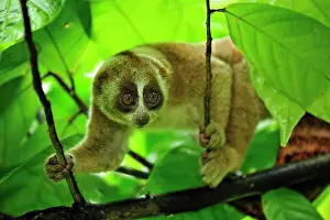 Loris: Sunda Slow Loris
