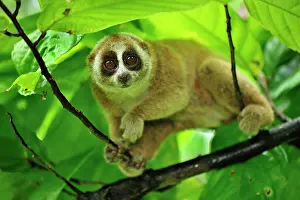 Loris: Sunda Slow Loris