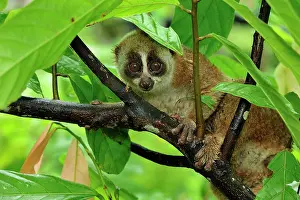 Loris: Sunda Slow Loris