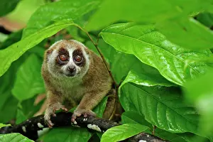 Loris: Sunda Slow Loris