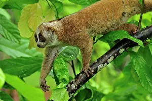 Loris: Sunda Slow Loris