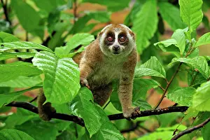 Loris: Sunda Slow Loris