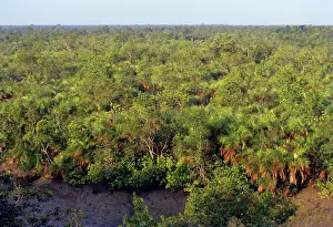 Sunderbans: Sunderbans - the largest stretch of mangroves forest
