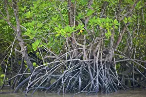 Ganges: Sunderbans national park, West Bengal, India