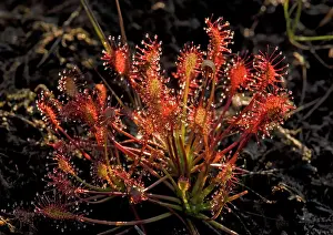 Clump: Sundew