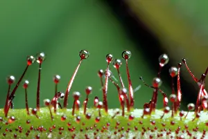 Sticky: Sundew
