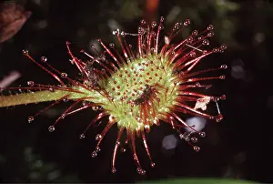 Sticky: SUNDEW