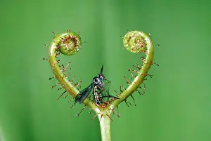 Sundew: Sundew - with a fly caught in the stickey droplets