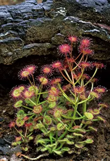 Sundew: Sundew (Insectiverous Plant)