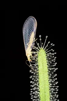 Sticky: Sundew - with a Lacewing caught in the stickey droplets