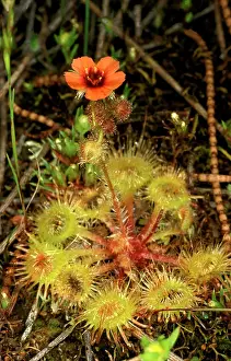 Sundew: Sundew - Lake King, Western Australia