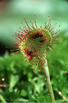 Sticky: SUNDEW LEAF